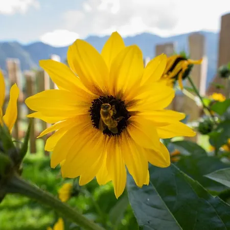 Schroeckgut Dağ evi Bad Hofgastein