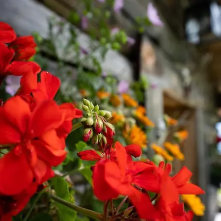Alpesi faház Schroeckgut Bad Hofgastein