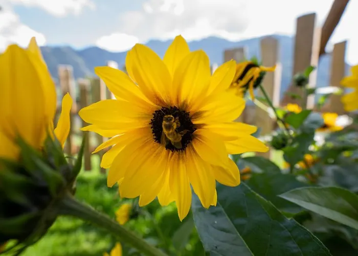 Schroeckgut 木屋 巴特霍夫加施泰因